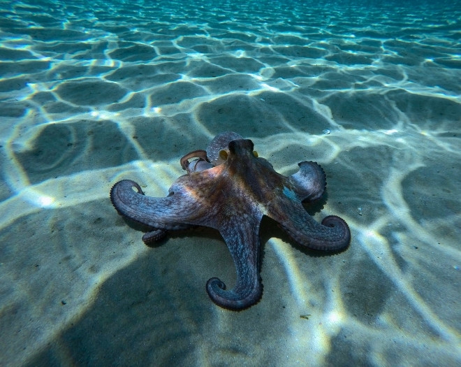 Paros, Pounta