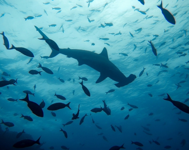 Galápagos Islands, Puerto Ayora