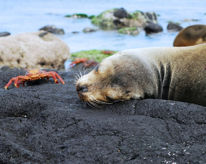 Galápagos Islands, Puerto Ayora