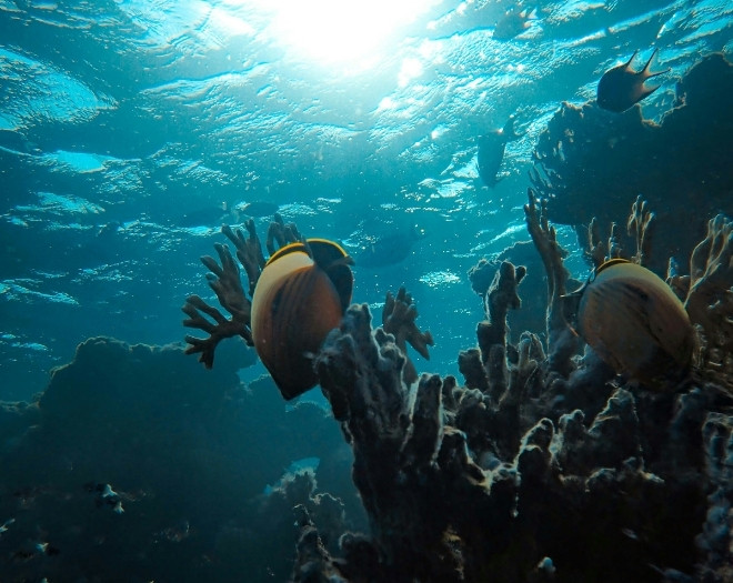 Cairns, Great Barrier Reef