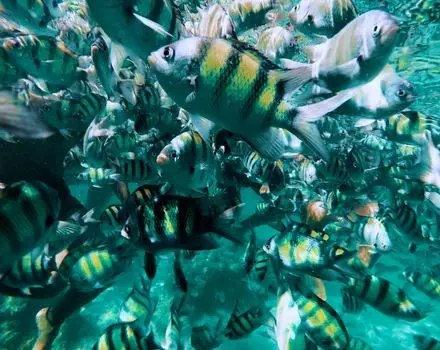Koh Tao