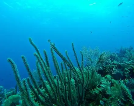 Utila
